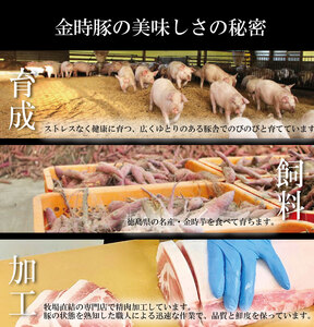 金時豚 豚肉 4種 豚肉 