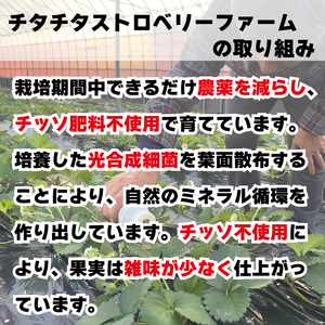 果物 フルーツ いちご よつぼし 大粒 2箱 ギフト 化粧箱 ストロベリー スイーツ 阿波市 徳島県 人気急上昇