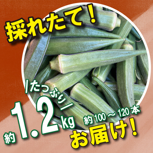 野菜 オクラ 約 1kg 以上 《 先行予約 5月下旬～発送開始》 夏野菜 阿波市産 徳島県