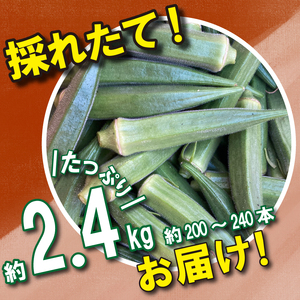 野菜 オクラ 約 2kg 以上 朝採れ《 先行予約 5月下旬～発送開始》 夏野菜  阿波市産 徳島県