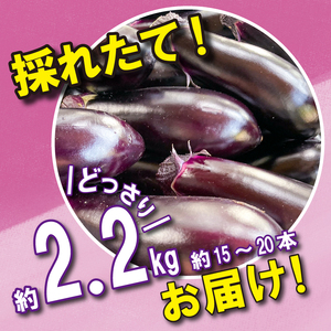 野菜 なす 約 2kg 以上 千両なす 《 先行予約 5月下旬～発送開始》 夏野菜 阿波市産 徳島県