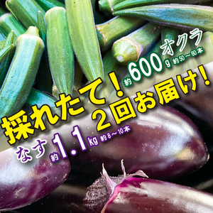 夏野菜 定期便 2回 なす 1kg オクラ 600g セット 《 先行予約 5月下旬～発送開始》 詰め合わせ 千両なす オクラ 野菜 阿波市産 徳島県