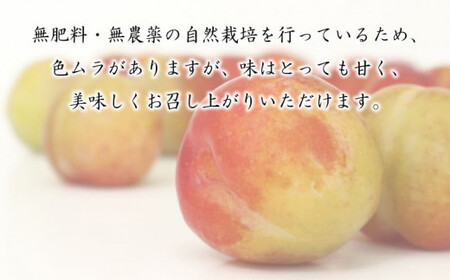訳あり フルーツ すもも 桃 モモ 1kg 以上 先行予約 プラム 甘い 小ぶり 家庭用 阿波市産 徳島県 産地直送 農家直送 生産者直送 四国