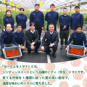 トマト 中玉 2kg シンディースイート はーとふるトマト 【 トマト 】