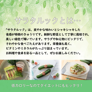 野菜 夏野菜 きゅうり  ミニきゅうり 2.5kg 小分け きゅうり きゅうり