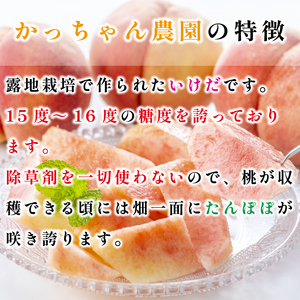 桃 もも いけだ 14～17個 《7月中旬～発送》 果物 フルーツ 朝採れ 糖度 15 以上 徳島県 阿波市 先行予約