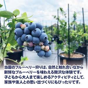 ブルーベリー 狩り 体験 チケット 大人 2人 60分 コース