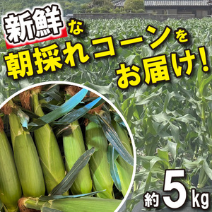 野菜 とうもろこし スィートコーン おおもの 約5kg 夏野菜 数量限定 高糖度 農家直送 朝採れ 産地直送 新鮮 旬 コーン サラダ 焼きとうもろこし クール便 ギフト 贈り物 お取り寄せ ご当地 特産物 生産者直送 2024年発送 令和6年産 徳島県 阿波市 四国