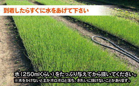 【 数量限定 】 玉ねぎの苗 100本セット 玉葱 たまねぎ 苗 野菜 家庭菜園 植物 植木 苗木 ポット 土 ガーデニング セット 詰め合わせ 花壇 プランター 生産者直送 徳島県 阿波市