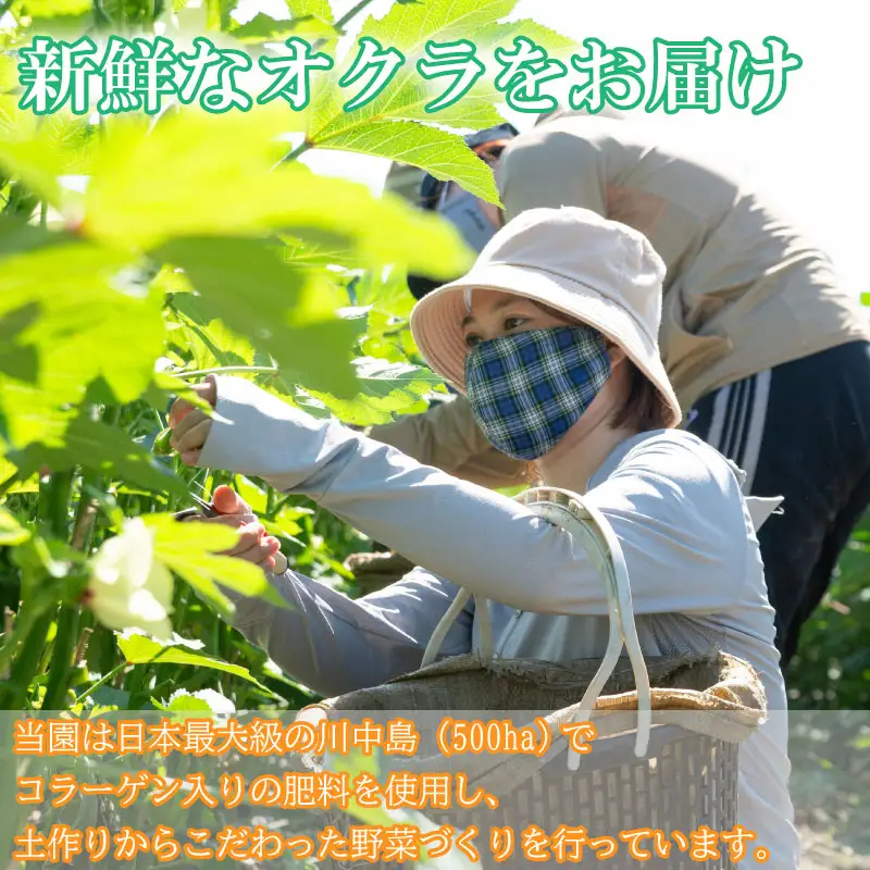 野菜 オクラ 2kg (1kg×2セット) 