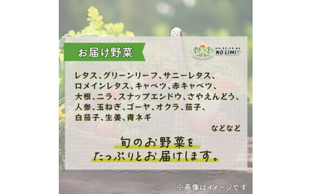 定期便 3回 訳あり 野菜 4～6種 詰合せ セット 旬野菜 やさい レタス グリーンリーフ サニーレタス ロメインレタス キャベツ 赤キャベツ 大根 ニラ スナップエンドウ さやえんどう 人参 玉ねぎ ゴーヤ オクラ 茄子 白茄子 生姜 青ネギ 農家直送 産地直送 新鮮 旬 おかず 弁当 日用 惣菜 不揃い 規格外 冷蔵 お取り寄せ 徳島県 阿波市