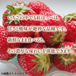 【先行予約】いちご 紅白いちご 食べ比べ 紅ほっぺ 白いちご ホワイトエンジェル 約270g×計4パック 約1kg以上 果物 フルーツ 土耕栽培 甘い 徳島県 阿波市 岩本いちご園