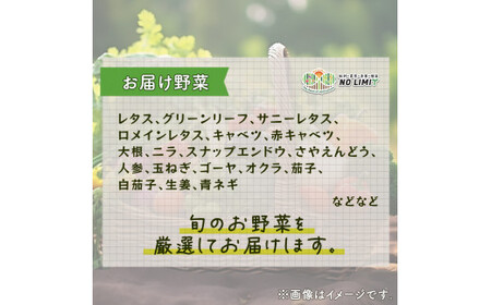 訳あり 野菜 5種以上 詰合せ セット 旬野菜 やさい レタス グリーンリーフ サニーレタス ロメインレタス キャベツ 赤キャベツ 大根 ニラ スナップエンドウ さやえんどう 人参 玉ねぎ ゴーヤ オクラ 茄子 白茄子 生姜 青ネギ 農家直送 産地直送 新鮮 旬 おかず 弁当 日用 惣菜 不揃い 規格外 冷蔵 お取り寄せ 徳島県 阿波市
