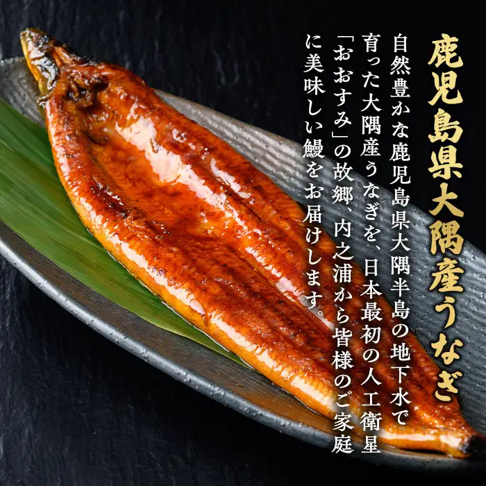 【A57002】うなぎ蒲焼 大 (有頭) (2尾 計330g以上) (タレ 山椒付) 鹿児島 国産 鰻 うなぎ【一般社団法人きもつき宇宙協議会】