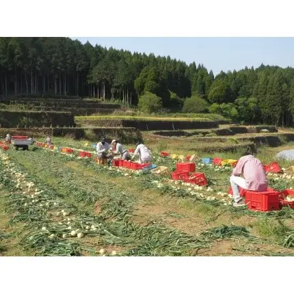 「小玉サイズたまねぎ約9キロ」有機肥料栽培・除草剤不使用 玉ねぎ【輝ファーマーズ】 たまねぎ 小ぶり 便利 お料理 産地直送 健康 こだわり たまねぎ F12-56