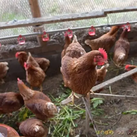 【朝採り】季節の平飼い卵有精卵6個入り×4パック_卵・乳製品 卵  たまご タマゴ 玉子_【配送不可地域：離島】【1487838】