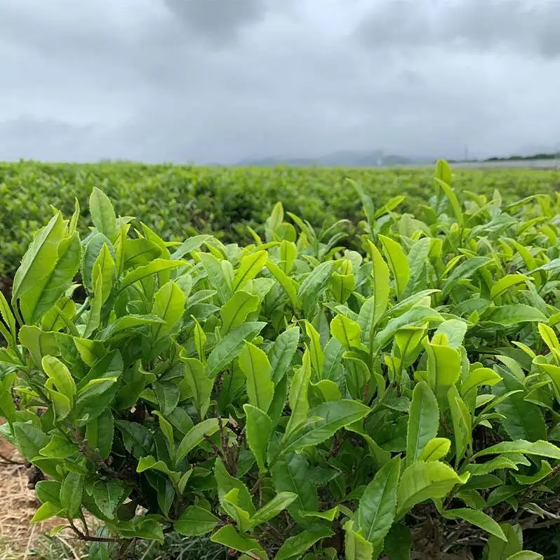 煎茶 100g ＋ 紅茶 100g 缶入りセット お茶 飲み比べ セット 詰合せ 缶入り 茶葉 緑茶 日本茶 和紅茶 加賀の紅茶 飲料 贈り物 ギフト 国産 日本製 復興 震災 コロナ 能登半島地震復興支援 北陸新幹線 F6P-0242