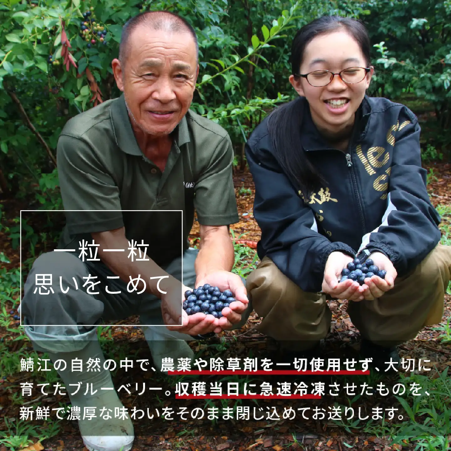 【訳あり】令和8年産〈冷凍〉手摘み有機ブルーベリー1.5kg（500g × 3パック）果物 夏限定