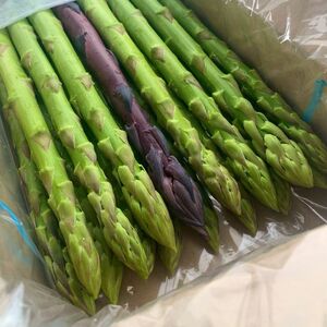 アスパラ王子が育てた自慢のアスパラ「極み」1kg (さぬきのめざめ おおもりや)【予約受付：ご用意でき次第発送】【H-56】