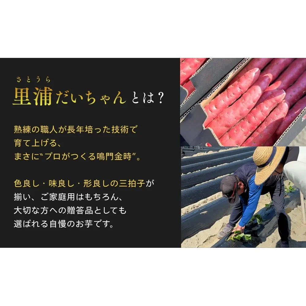 【予約受付中・2026年10月下旬頃より順次発送】鳴門産 さつまいも 『 里浦だいちゃん 』 3kg | なると金時 甘い ホクホク スイーツ 焼き芋 干し芋 天ぷら サラダ けんぴ きんつば