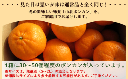 ぽんかん 山北ポンカン 5kg(約30～50個程度) 訳あり【2026年1月中旬から順次配送】 yk-0081