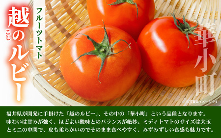 越のルビー（ミディトマト）中玉トマト 約2kg 2027年6月上旬以降発送 [A-19208]