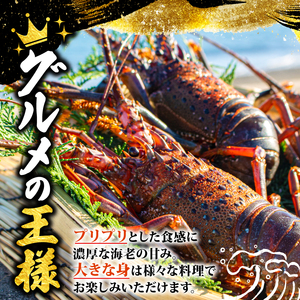 【先行予約】伊勢海老  伊勢海老 大 2尾 1kg
