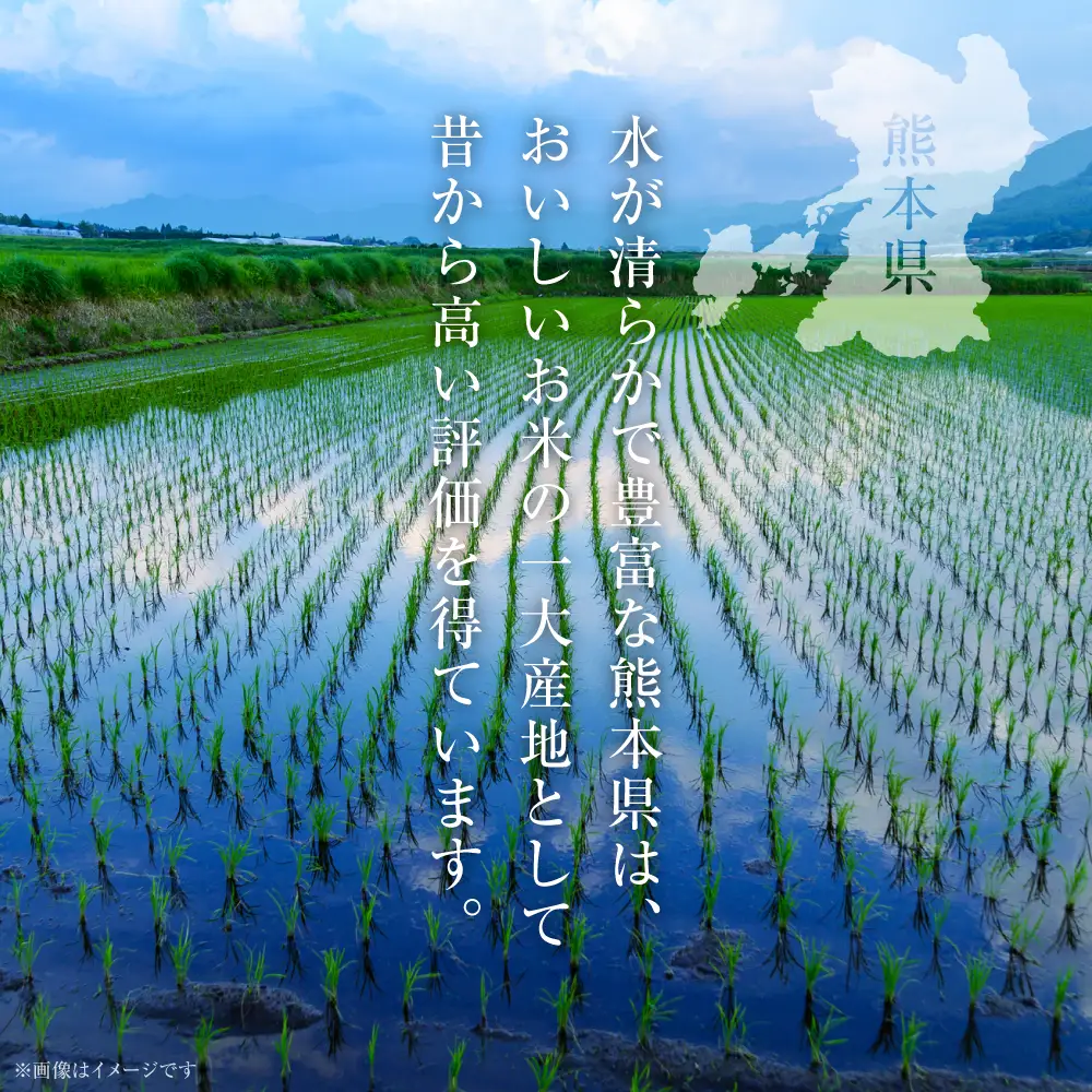 精米 【先行予約】 《令和8年産》 熊本県産 きぬひかり 10kg (5kg×2袋) 【2026年9月上旬より順次発送】 精米