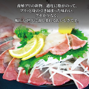 【2026年8月から発送】活じめ！神経抜き！（新物）ぶりフィレ半身1枚 | 鮮魚 刺身 お刺身 お刺し身 魚介 海の幸 冷蔵 ブリ 鰤 ぶり 愛媛県 松山市【KHN0051】
