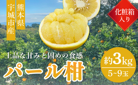 先行予約 宇城市産 パール柑 化粧箱入り 3kg (5〜9玉前後)【2027年1月下旬〜4月下旬頃順次発送予定】高橋果樹園