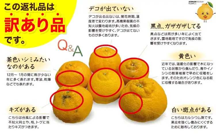 先行予約 宇城市産 訳あり 完熟不知火 約7kg【2027年2月上旬～3月下旬頃順次発送予定】【髙橋果樹園】