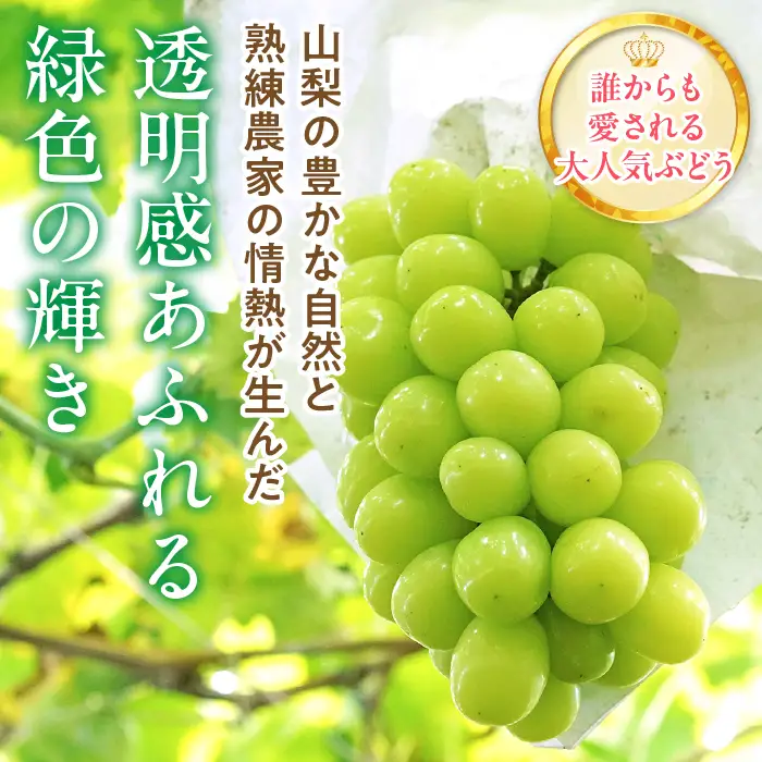 【2026年発送★先行予約】シャインマスカット 約1.1kg 222-008-1-26y | シャインマスカット 発送 笛吹市 山梨県 フルーツ 果物 ぶどう 葡萄 大粒 おすすめ 贈答 ギフト 産地 山梨 笛吹 国産 人気 先行 予約