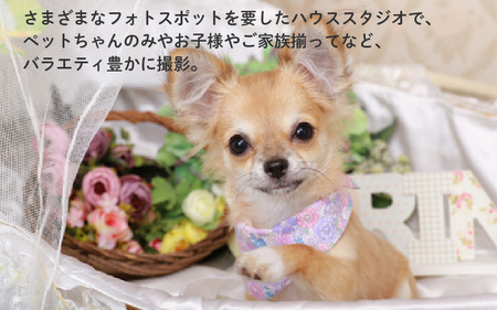 【ペット撮影】わんこ＊ぷらネットデータパック撮影