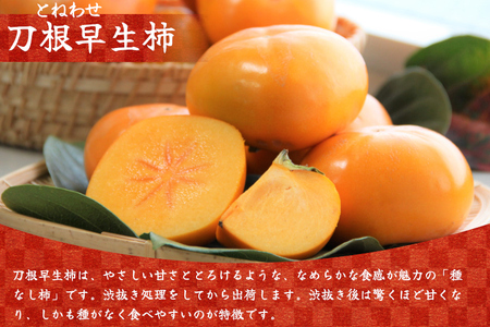 種無し柿（刀根早生柿）約2kg / 奈良県農業協同組合 フルーツ かき 果物 種無し 奈良県 御所市