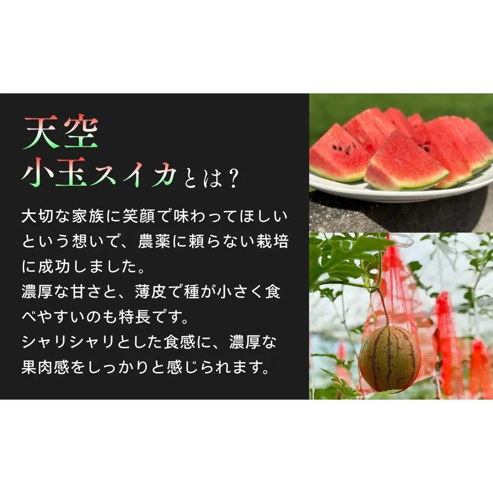 【予約受付中・7月下旬以降順次発送】 天空のスイカ 【数量限定】 すいか 西瓜 小玉スイカ 栽培期間中農薬不使用　鳴門　 甘い 小玉 果物  フルーツ ギフト 人気商品  敬老の日 　スイカ