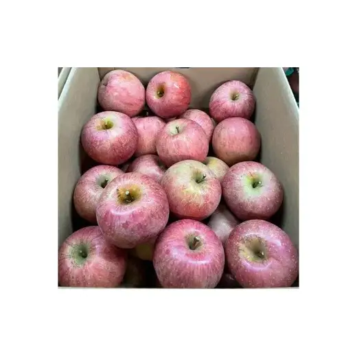 【令和8年産先行予約】 〈訳あり品 家庭用〉 りんご 「サンふじ」 約10kg (24～36玉) バラ詰め 《令和8年11月中旬～発送》 『マルタニ農園』 リンゴ 山形県 南陽市 [1916]