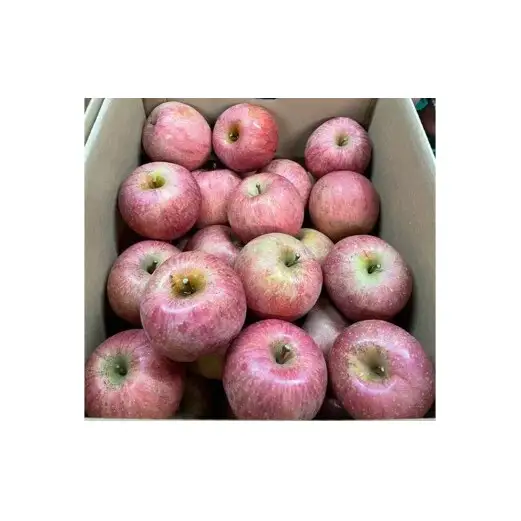 【令和8年産先行予約】 〈訳あり品 家庭用〉 りんご 「涼香の季節」 約10kg (28～40玉) バラ詰め 《令和8年9月下旬～発送》 『マルタニ農園』 リンゴ 山形県 南陽市 [1917]
