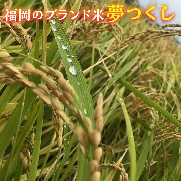 【先行予約】新米 津田くん農園の夢つくし 10kg [VDG002] 米 白米 お米 ご飯