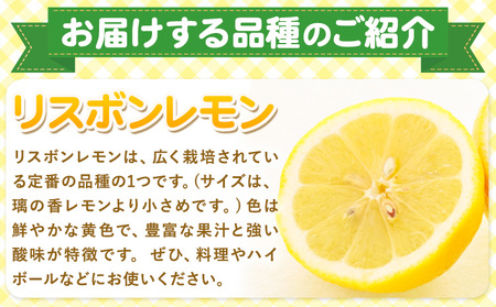 レモン 訳あり 3kg 株式会社まるせい農園