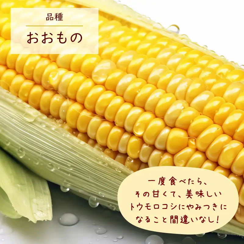 《クール便》令和8年産 朝採り とうもろこし「おおもの」 秀品 5kg （12本 - 14本） 2026年産 山形県産 【2026年7月上旬頃から9月下旬頃発送予定】 ※配送不可 沖縄・離島　012-B-MM074