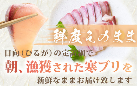  【先行予約】天然 寒ぶり 1本 (約8～9kg) 寒鰤 (三枚おろし)【2026年12月中旬以降順次発送予定】 [m36-l004_03]