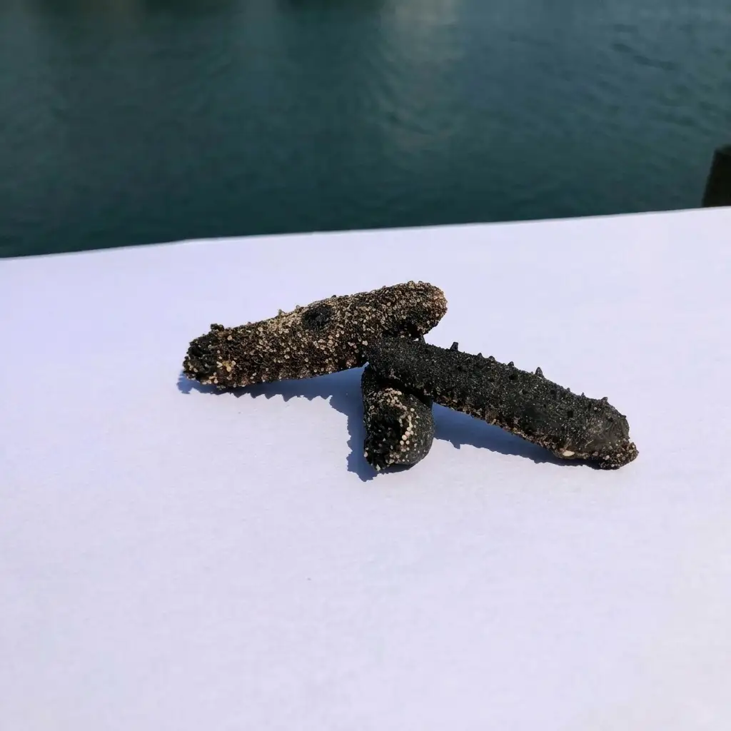 干しナマコ 魚貝類 加工食品 