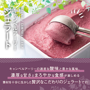 フルーツソムリエが作った濃厚キャンベルアーリージェラート 業務用 (1L) ぶどう 葡萄 アイス アイスクリーム 手作り スイーツ お土産 ＜離島配送不可＞【ksg0051】【南国フルーツ】
