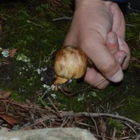 2026秋発送岩泉岩泉産朝採り松茸400g_野菜 松茸 きのこ まつたけ マツタケ_【配送不可地域：離島】【1422877】