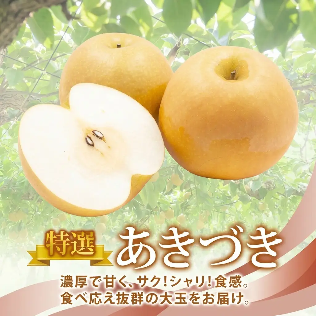 特選 あきづき 約3kg 大玉 5～8個 なし 梨 ナシ もぎたて 甘い 旬 果物 GAP 認証 産地直送 贈り物 贈答用 送料無料 上の山 彩果園 うえのやま さいかえん  福島県 郡山市