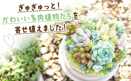 多肉植物 寄せ植え 多肉植物 pk-0004