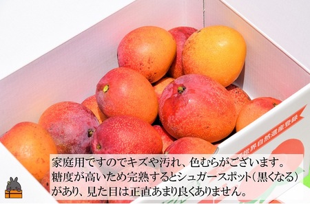 ≪今が旬！≫訳あり！ピンポン玉サイズの【家庭用】徳之島産完熟ミニマンゴー1.5kg（約20玉）( ミニマンゴー マンゴー フルーツ わけあり 訳あり 訳有 果物 完熟 無加温 徳之島 世界自然遺産 美味しい とろける 旬 贅沢 糖度 南の島 )