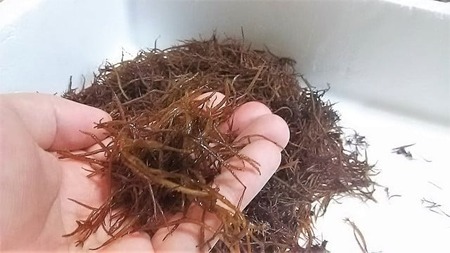 広田湾漁協からお届け！ふのり 20g×5袋RT2053
