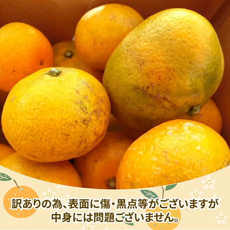 訳あり 愛媛 みかん 早生 温州 10kg 陽だまりミカン ﾐｶﾝﾐｶﾝﾐｶﾝﾐｶﾝﾐｶﾝﾐｶﾝﾐｶﾝ B010-050006