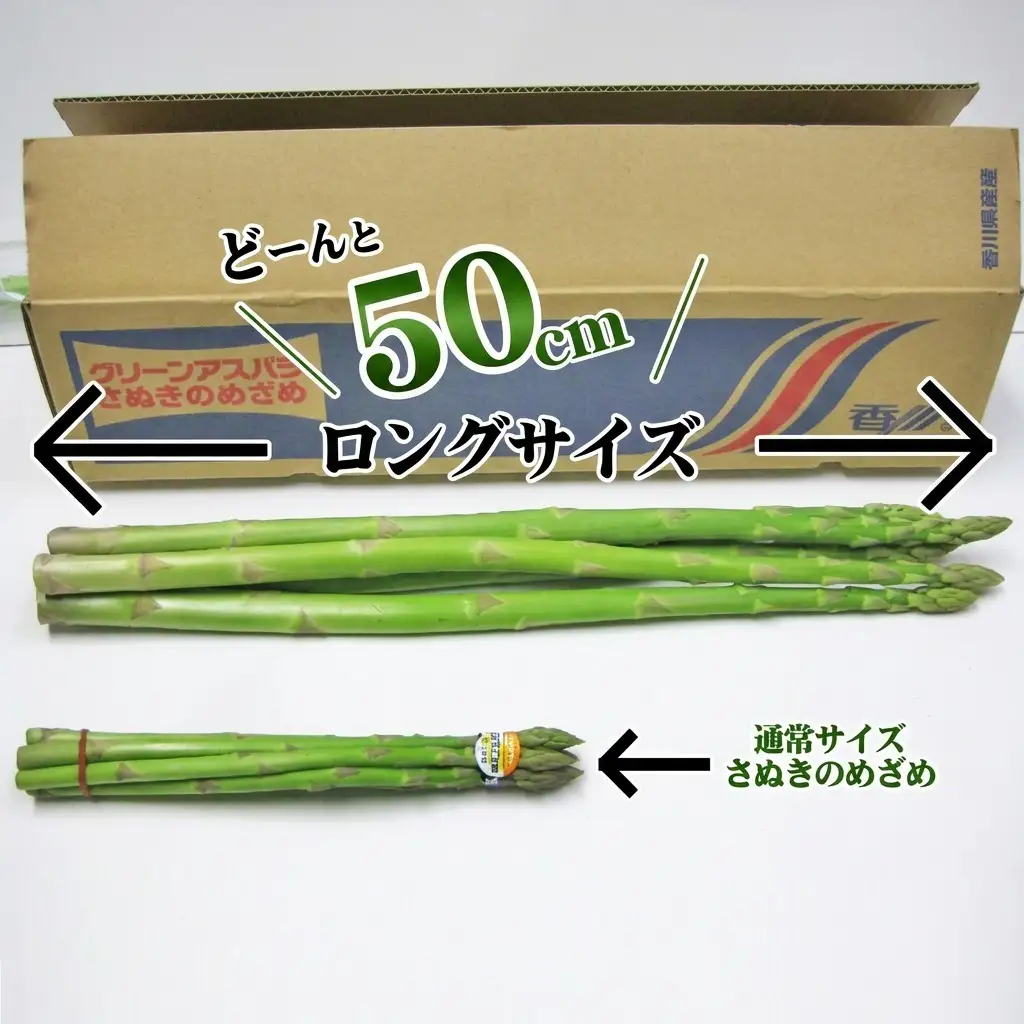 アスパラ さぬきのめざめ 極太ロング 香川県産 アスパラ【50cm 5本】 【46311379】